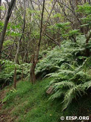 The forest inside Rano Kau.