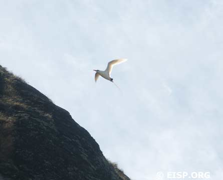 A tern soaring over the quarry.
