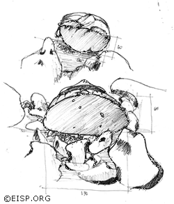 Field sketches of Moai 07-585-001, top of head (upper), base, and front view. ©EISP/JVT/Sketch: Raúl Paoa Ika.