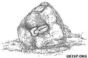 Drawing of moai Torso 20-001-006 recarved as a bas-relief komari (vulva), Ahu O'Pepe©1991 EISP/JVT/Drawing: C. Arévalo P.