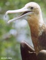 Juvenile frigatebird (Fregata minor). Photo copyright Mandy Etpison, Republic of Belau, Micronesia.