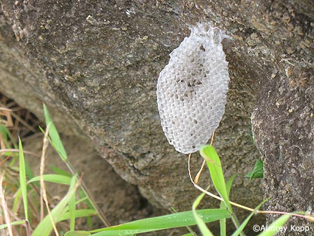 Honeycomb hanging from the underside of a fallen head in Rano Raraku. Photo by Audrey kopp.