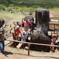 Overview of the site with its protective fence on our last day!