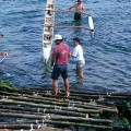Niko Haoa and Darus Ane (rear) demonstrating the traditional Polynesian canoe ladder we used to modify our moai transport A-frame. ©1998 EISP/JVT/Photo: J. Van Tilburg.